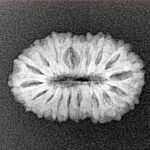 17 Mukhi Rudraksha 21.1mm 1.89gm - Xray