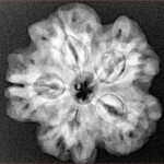 1MK(Underdeveloped) 24.7mm 4.87gm - Xray