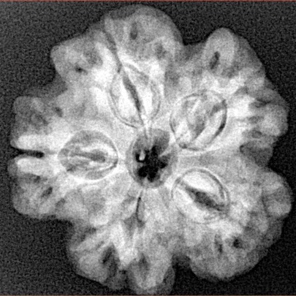 1MK(Underdeveloped) 24.7mm 4.87gm - Xray