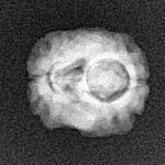 2 Mukhi Rudraksha 17.9mm 1.37gm - Xray