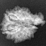 Sawar/Ganesh (7+1) 22.3mm 2.44gm - Xray