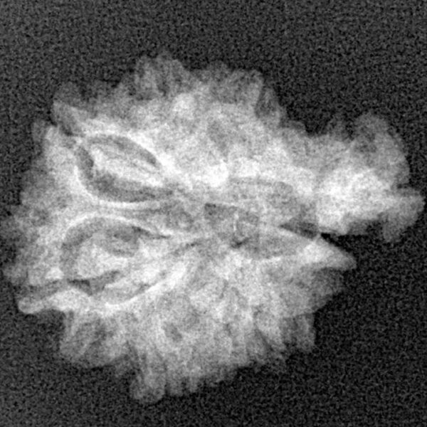 Sawar/Ganesh (7+1) 22.3mm 2.44gm - Xray