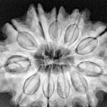 11 Mukhi Rudraksha 31.7mm 7.69gm - Xray