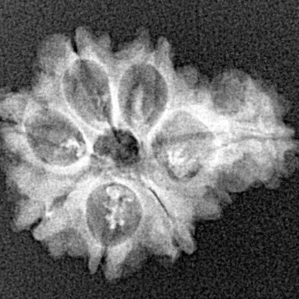 Sawar/Ganesh (7+1) 21.4mm 2.09gm - Xray