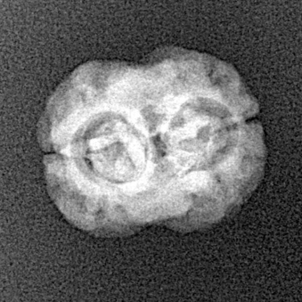 2 Mukhi Rudraksha 19.5mm 1.59gm - Xray