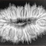 23 Mukhi Rudraksha 33.6mm 6.17gm - Xray