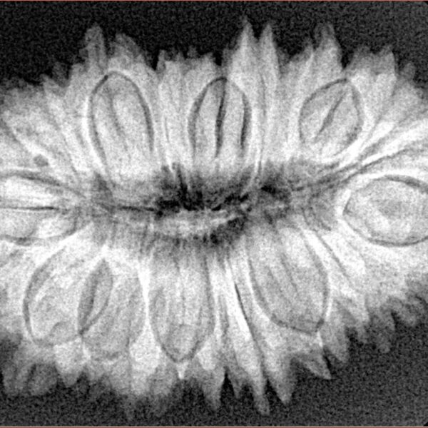 23 Mukhi Rudraksha 33.6mm 6.17gm - Xray