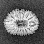 15 Mukhi Rudraksha 17.7mm 1.24gm - Xray