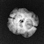 2 Mukhi Rudraksha 21.1mm 1.56gm - Xray