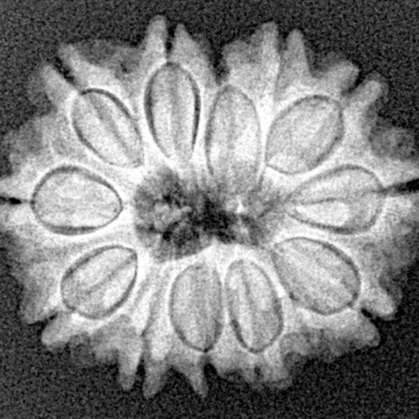 12 Mukhi Rudraksha 22.7mm 3gm - Xray