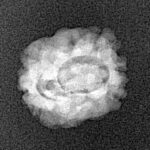 2 Mukhi Rudraksha 17.5mm 1.19gm - Xray