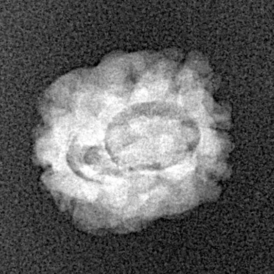 2 Mukhi Rudraksha 17.5mm 1.19gm - Xray