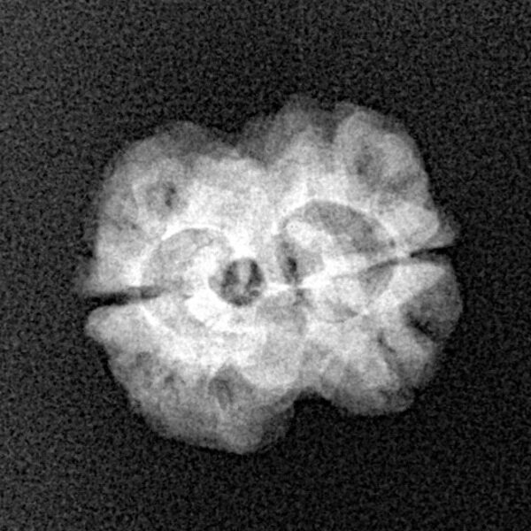 2 Mukhi Rudraksha 22.8mm 1.83gm - Xray