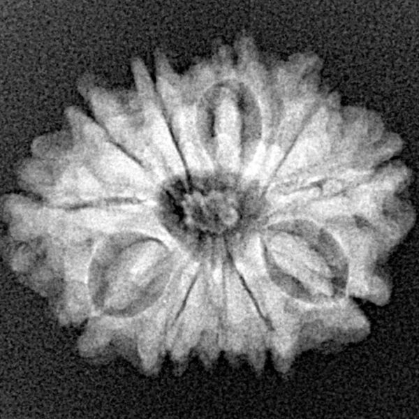 11 Mukhi Rudraksha 22.8mm 2.94gm - Xray