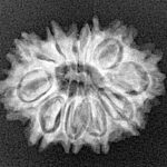 11 Mukhi Rudraksha 23.1mm 2.61gm - Xray