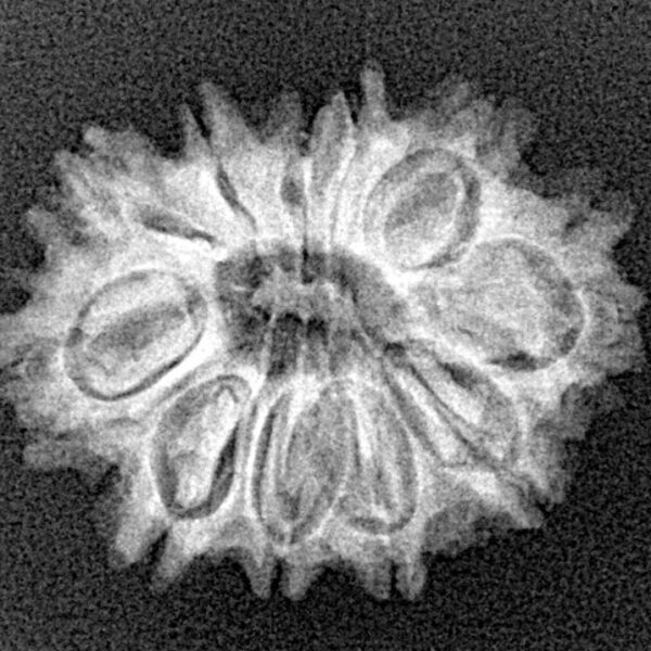 11 Mukhi Rudraksha 23.1mm 2.61gm - Xray