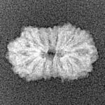 16 Mukhi Rudraksha 15.1mm 0.61gm - Xray