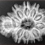 Sawar/Ganesh (10+1) 29.6mm 5.17gm - Xray