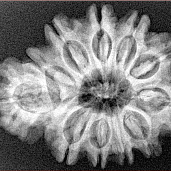 Sawar/Ganesh (10+1) 29.6mm 5.17gm - Xray