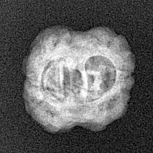 2 Mukhi Rudraksha 21.2mm 1.84gm - Origin: Nepal - Xray