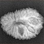 16 Mukhi Rudraksha 21.2mm 2.31gm - Xray
