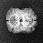 2 Mukhi Rudraksha 17.6mm 1.34gm - Xray