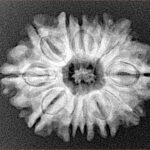 12 Mukhi Rudraksha 26.3mm 4.12gm - Xray