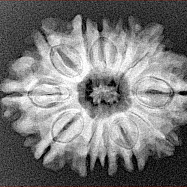 12 Mukhi Rudraksha 26.3mm 4.12gm - Xray