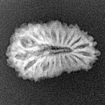 21 Mukhi Rudraksha 20.8mm 1.62gm - Origin: Indonesia - Xray