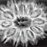 12 Mukhi Rudraksha 31.4mm 5.85gm - Xray