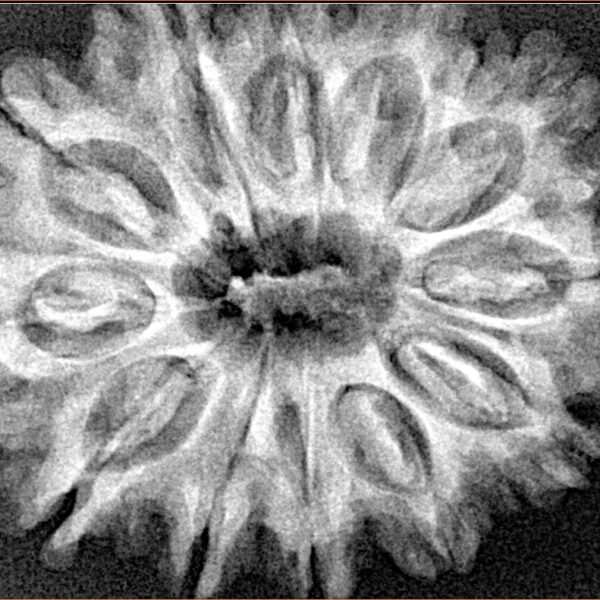 12 Mukhi Rudraksha 31.4mm 5.85gm - Xray