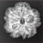 1MK(Underdeveloped) 22mm 3.45gm - Xray