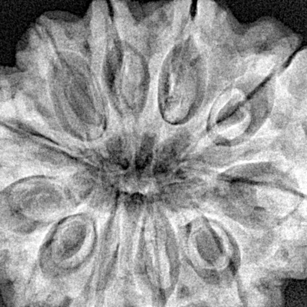 11 Mukhi Rudraksha 37.8mm 8.67gm - Xray