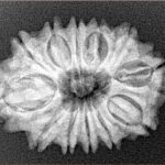 12 Mukhi Rudraksha 27.2mm 4gm - Xray