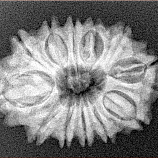 12 Mukhi Rudraksha 27.2mm 4gm - Xray