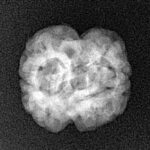 2 Mukhi Rudraksha 22.8mm 2.16gm - Xray