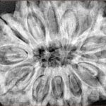 12 Mukhi Rudraksha 35.8mm 9.67gm - Xray