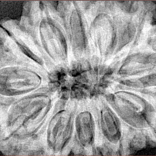 12 Mukhi Rudraksha 35.8mm 9.67gm - Xray