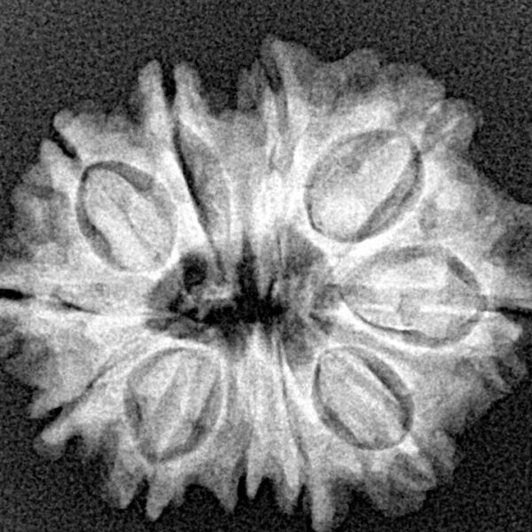 11 Mukhi Rudraksha 24.5mm 3.44gm - Xray