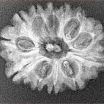 12 Mukhi Rudraksha 25.6mm 2.56gm - Xray