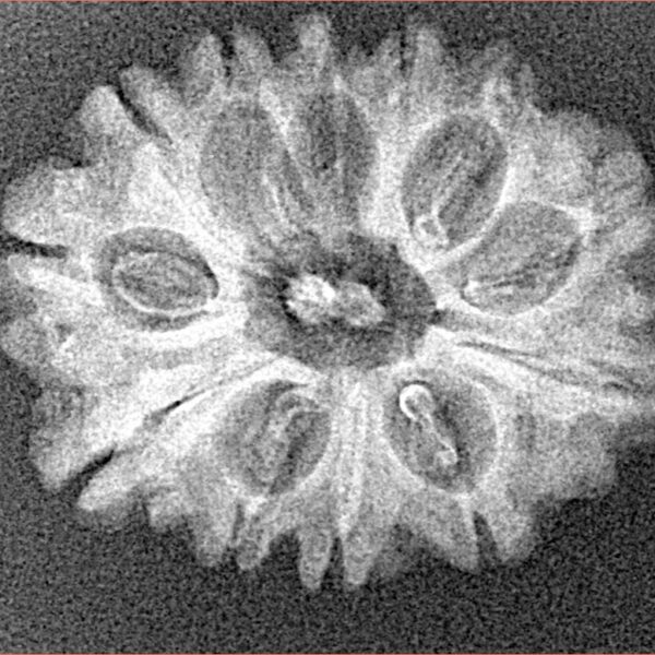 12 Mukhi Rudraksha 25.6mm 2.56gm - Xray