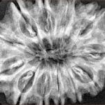 12 Mukhi Rudraksha 34.4mm 6.81gm - Xray