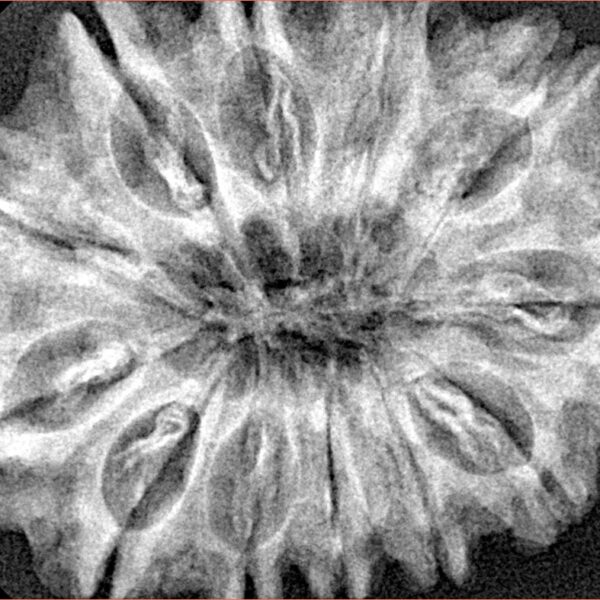 12 Mukhi Rudraksha 34.4mm 6.81gm - Xray