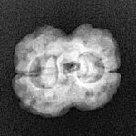 2 Mukhi Rudraksha 22mm 2.42gm - Xray