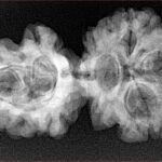 Sawar/Ganesh (3+1) 34mm 5.09gm - Xray