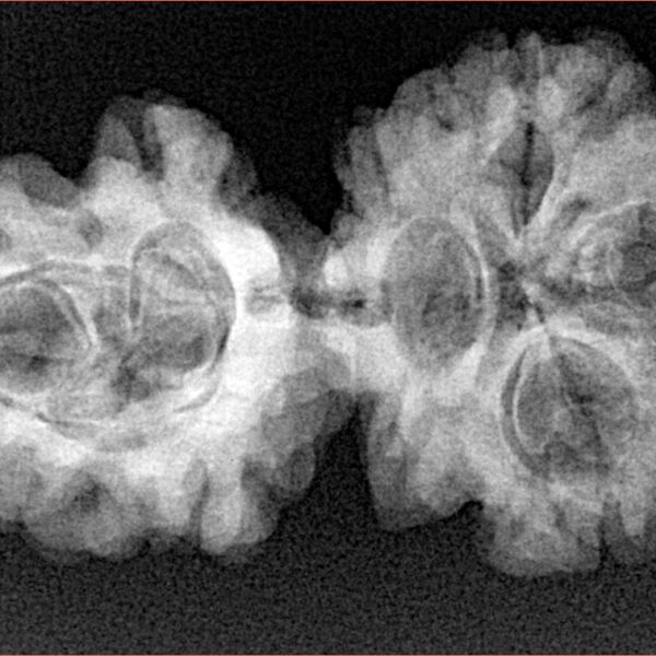 Sawar/Ganesh (3+1) 34mm 5.09gm - Xray