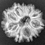 10 Mukhi Rudraksha 22.4mm 3gm - Xray