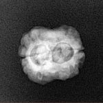 2 Mukhi Rudraksha 21.9mm 1.79gm - Xray