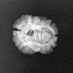 2 Mukhi Rudraksha 19.9mm 1.51gm - Xray