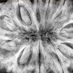 11 Mukhi Rudraksha 38.7mm 12.75gm - Xray